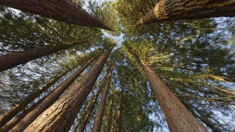 Hiken Naar Hoogste Boom Ter Wereld Levert Je Maanden Gevangenis Op Runningbe